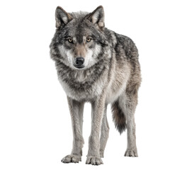 Obraz premium Powerful gray wolf standing isolated on transparent background, gazing at camera