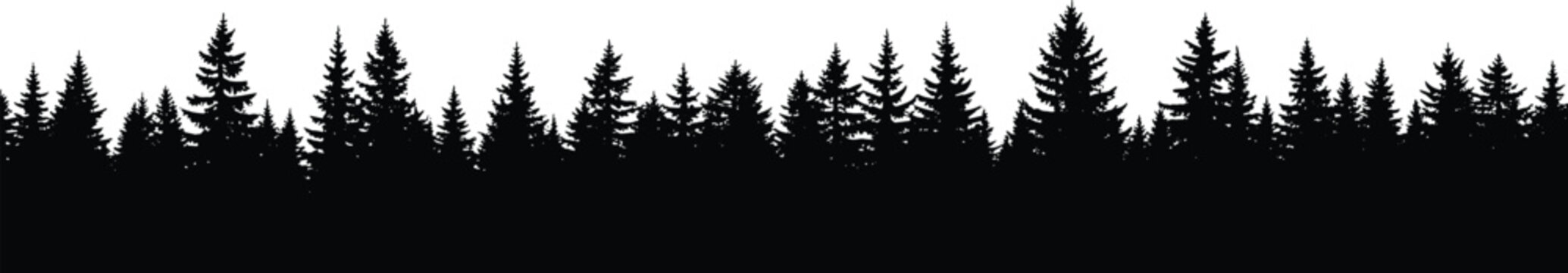 Silhouette of tall pine trees against a background tall trees tree silhouette forest nature