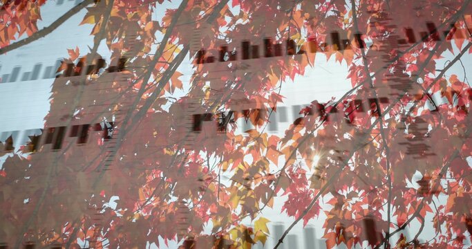 Displaying branches with colorful leaves filling frame at street edge, reflecting windows and wires