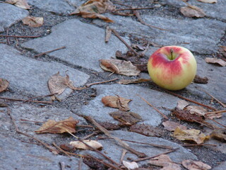jabłko jesienne © Marart.pl