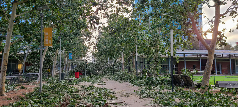 Discovery Green in Houston after Hurricane Beryl 2024