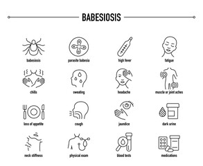 Fototapeta premium Babesiosis symptoms, diagnostic and treatment vector icon set