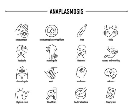 Anaplasmosis symptoms, diagnostic and treatment vector icon set