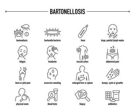Bartonellosis symptoms, diagnostic and treatment vector icon set