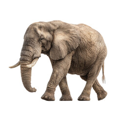 Obraz premium African elephant walking isolated on transparent background in full length view