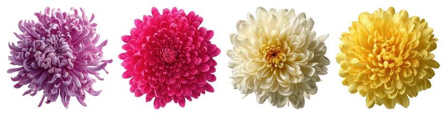 PNG Vibrant colorful chrysanthemum flowers on transparent background