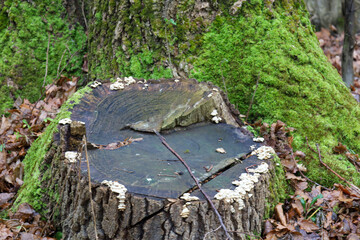 Obraz premium ​An old tree stump covered with bright green velvety moss and small white mushrooms stands among fallen autumn leaves.