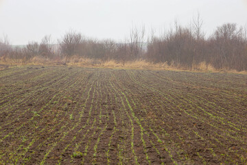 Fototapeta premium Even rows of young green sprouts emerge through dark moist soil in a vast agricultural field during a misty morning.