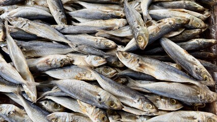 Obraz premium Rows of salted dried fish for sale at a local stall.