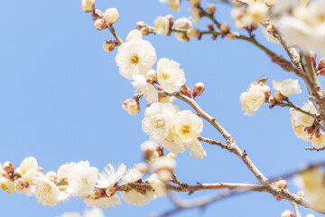 Obraz premium 白い梅の花と青空