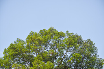 green leaves of tree under blue sky at sunny day in forest