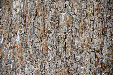 Old tree bark texture. Wood bark usable as background or texture