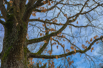 Im Winter Baumkrone mit Bl&auml;ttern und Sonne gegen den Himmel
