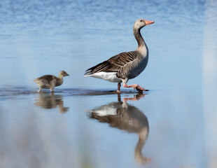 Egyptian goose with chick
