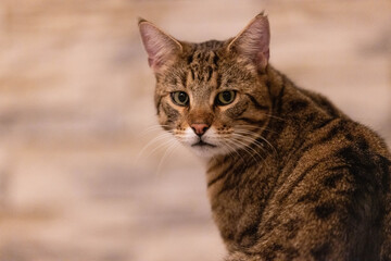 Portrait einer getigerten Katze