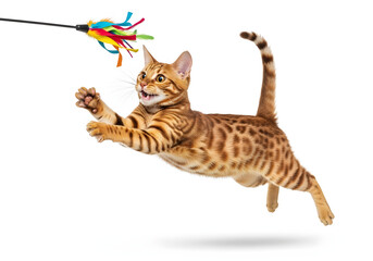 A playful cat jumping in the air to catch a colorful toy