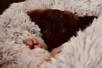 Adorable Young Puppy Dog with Glowing Eyes Looking at Camera from Soft White Plush Pet Bed