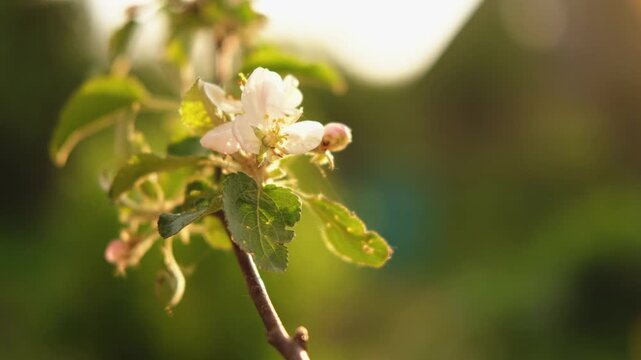 Hello spring. White pink apple blossom flowers in spring time. Flowering apple tree with sunset sun rays lights. Close up of fresh spring flowers blooming garden park. Inspirational soft floral view