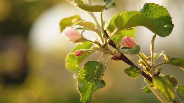 Hello spring. White pink apple blossom flowers in spring time. Flowering apple tree with sunset sun rays lights. Close up of fresh spring flowers blooming garden park. Inspirational soft floral view