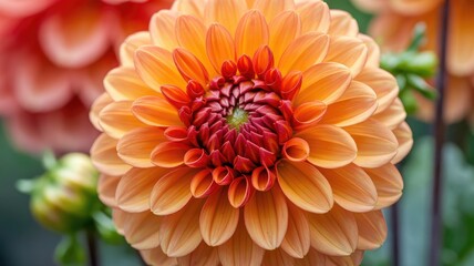 Vibrant orange dahlia flower in full bloom with red center