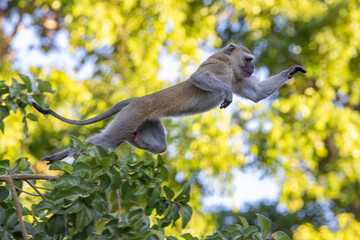 Malbrouck monkey (Chlorocebus cynosuros) leaping on the banks of the Zambezi River, Zambia. © Alejandra Henao Zulu