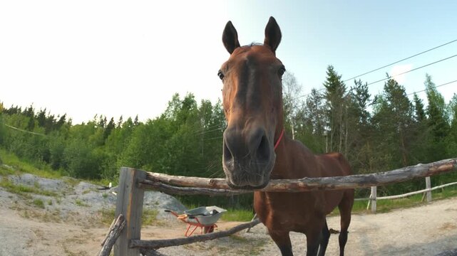 Racecourse concept. Modern animal livestock. Brown horse stallions in stall relaxing in training corral, farm countryside background. Horse in paddock corral outdoor. Horse in natural eco farm