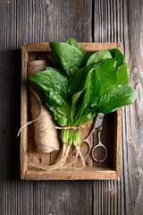 Fresh wet spinach leaves with water droplets arranged in wooden crate with scissors and twine on...