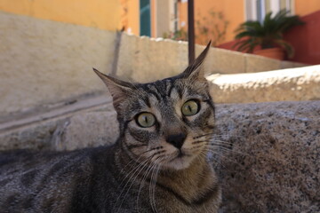 Curious street cat with green eyes resting on stone steps  © Mateusz