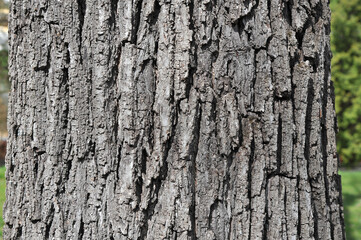 Obraz premium Linden tree trunk bark texture background . Closeup linden tree bark surface. 