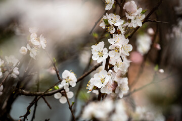 Obraz premium Selective focus photo. Plum tree blooming.