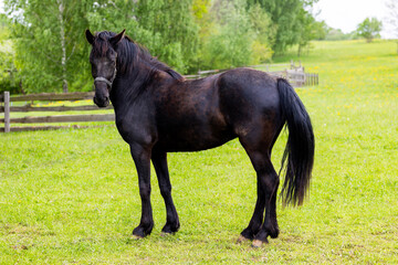 Black Horse On Pasture