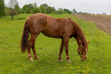 Obraz premium Brown Horse In Meadow