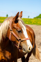 Obraz premium Brown Horse On Pasture