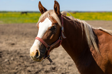 Obraz premium Brown Horse On Pasture