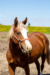 Fototapeta premium Brown Horse On Pasture