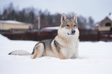 Cute yellowish-grey Czechoslovakian Wolfdog posing outdoors lying down on a snow in winter