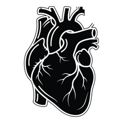 Anatomical illustration of human heart with chambers and major blood vessels depicted in detailed vector style