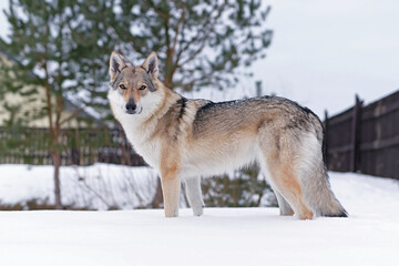 Cute yellowish-grey Czechoslovakian Wolfdog posing outdoors standing on a snow in winter