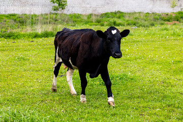Cow On Pasture