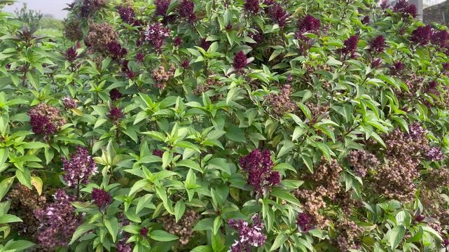sweet basil seeds plant growing at home garden