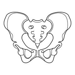 Anatomical illustration of human pelvic bones viewed from above showing hip joint structure and sacrum