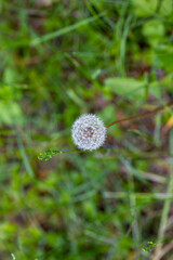 Dandelion Seed Head