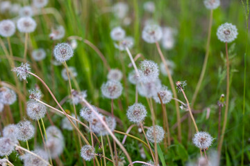 Fototapeta premium Dandelion Seed Heads in Meadow