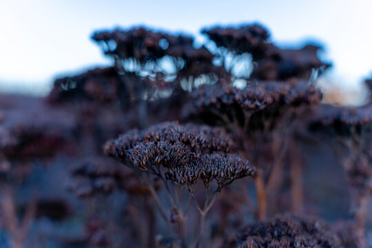 Dry Stonecrop Inflorescence