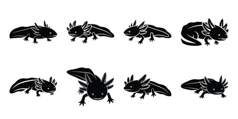 Obraz premium Set of silhouette axolotl in various poses isolated on background. Animal Vector elements for design.