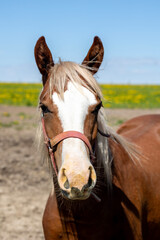 Obraz premium Horse Face Portrait