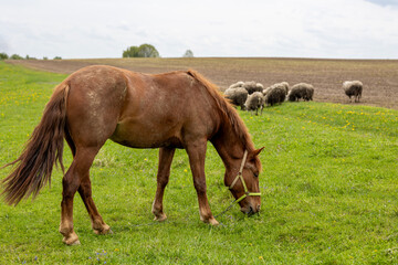Fototapeta premium Horse Grazing In Meadow