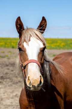 Horse Face Portrait