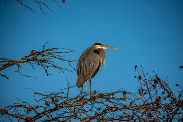 Great Blue Heron