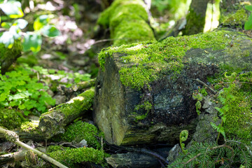 Obraz premium Moss Covered Tree Stump in Forest